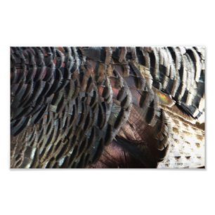 Wild Turkey Feathers I Abstrakt Nature Design Fotodruck