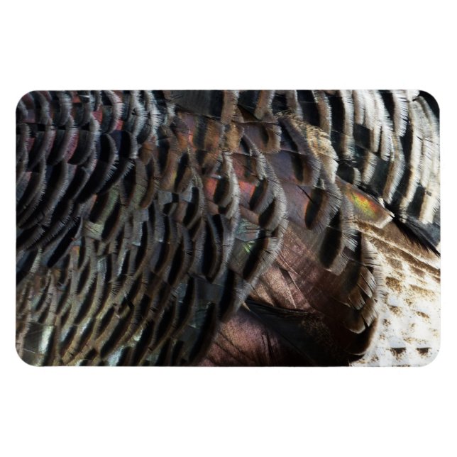 Wild Turkey Feathers I Abstrakt Nature Design Magnet (Horizontal)