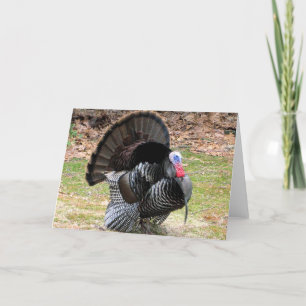 Wild Turkey Feiertagskarte