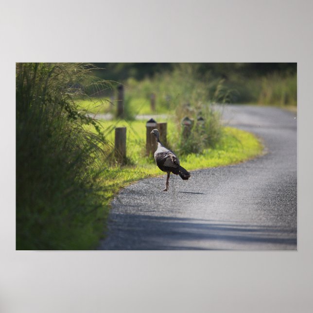 Wild Turkey Foto Poster (Vorne)