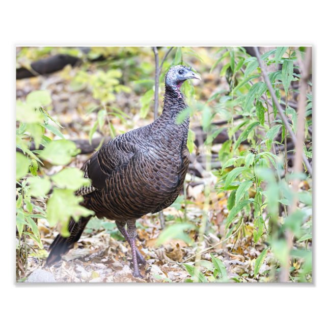 Wild Turkey Fotografy Print Fotodruck (Vorne)