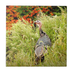 Wild Turkey in Tall Grass In Autumn   Fliese