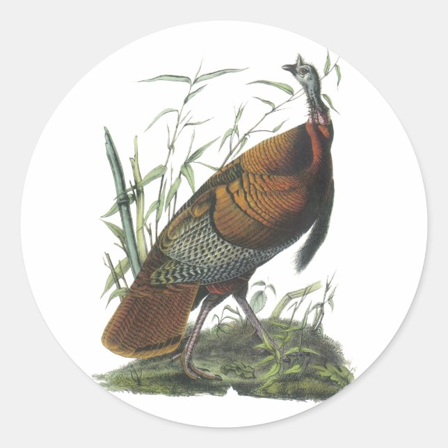 Wild Turkey, John Audubon Runder Aufkleber (Vorderseite)