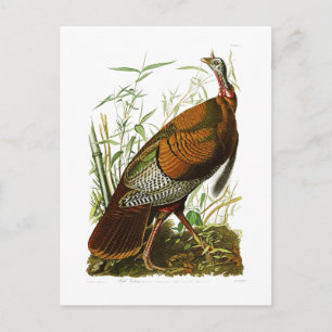 Wild Turkey John James Audubon Birds of America Postkarte