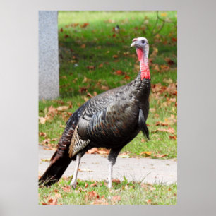 Wild Turkey - Kevin the Wethersfield Turkey Poster