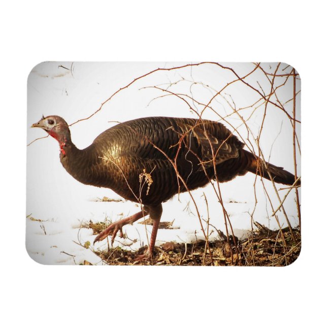 Wild Turkey Magnet (Horizontal)