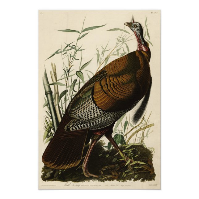 Wild Turkey (Male) from Audubon's Birds of America Fotodruck (Vorne)