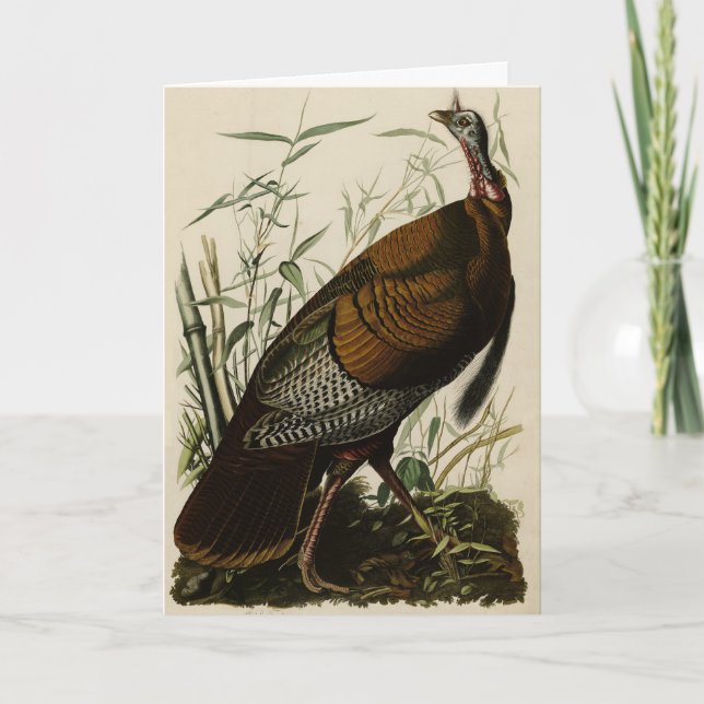 Wild Turkey (Male) from Audubon's Birds of America Karte (Vorderseite)