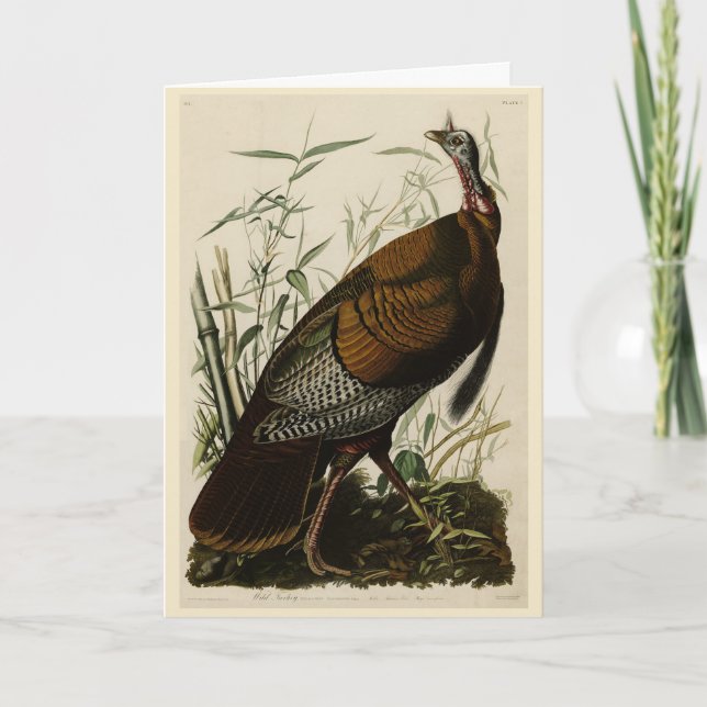 Wild Turkey (Male) from Audubon's Birds of America Karte (Vorderseite)