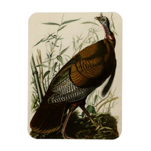 Wild Turkey (Male) from Audubon's Birds of America Magnet