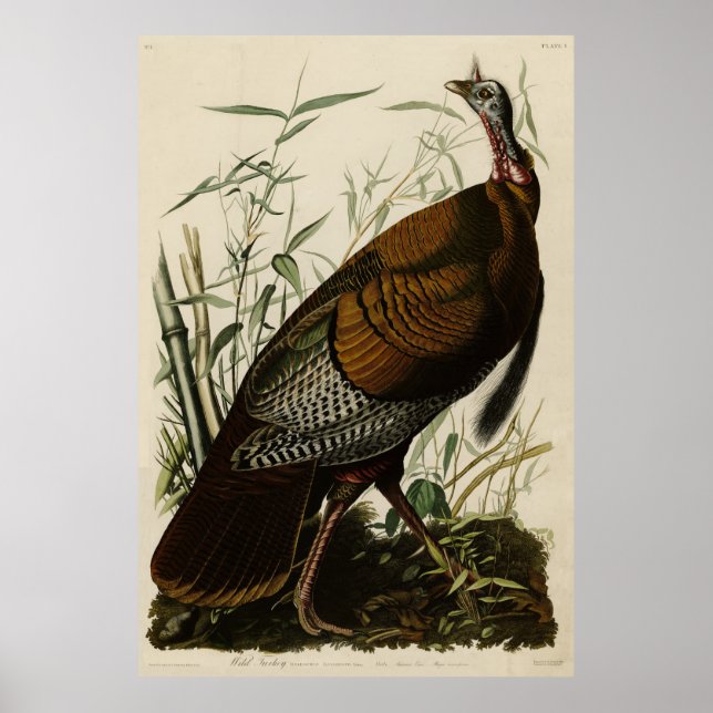 Wild Turkey (Male) from Audubon's Birds of America Poster (Vorne)