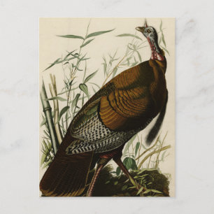 Wild Turkey (Male) from Audubon's Birds of America Postkarte