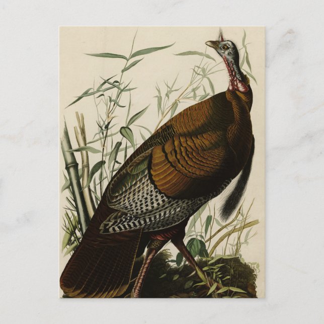 Wild Turkey (Male) from Audubon's Birds of America Postkarte (Vorderseite)