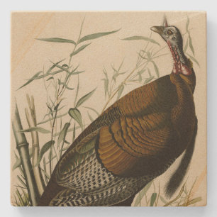 Wild Turkey (Male) from Audubon's Birds of America Steinuntersetzer