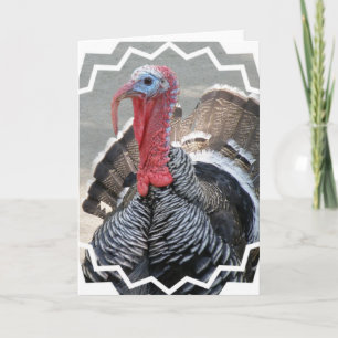 Wild Turkey Picture Greeting Card Feiertagskarte