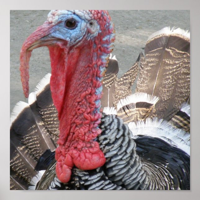 Wild Turkey Picture Poster (Vorne)