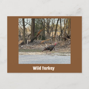 Wild Turkey Postcard Postkarte