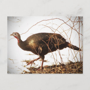 Wild Turkey Postcard Postkarte