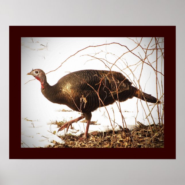 Wild Turkey Poster (Vorne)