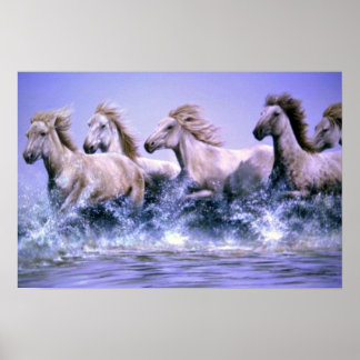 Wild und frei, Camargue Pferde Poster
