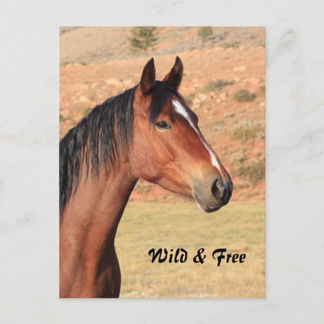 Wild und frei Mustang Postcard Postkarte (Vorderseite)