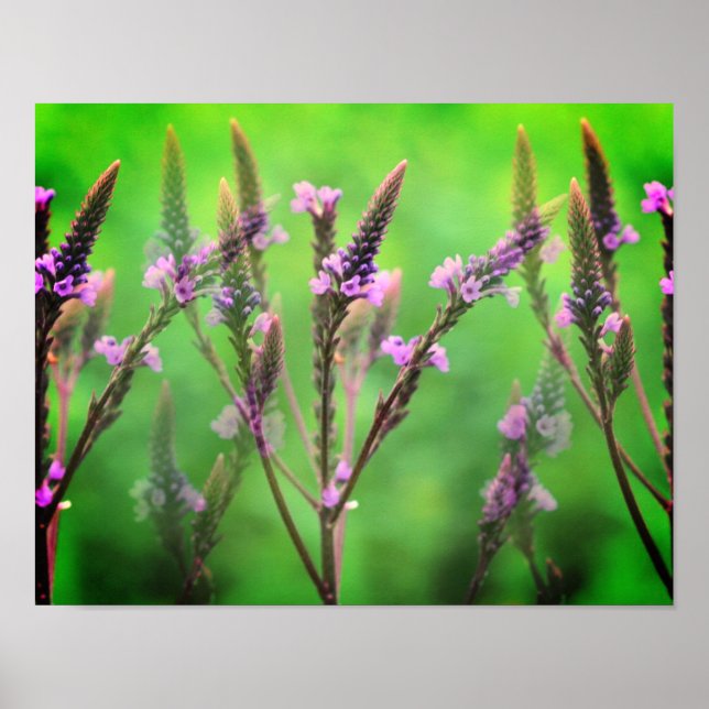 Wild-Vervain-Blume multipliziert Poster (Vorne)