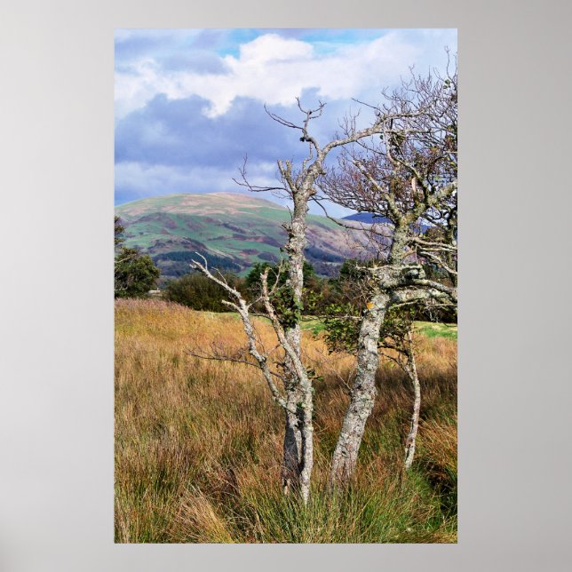 WILD WALES POSTER (Vorne)