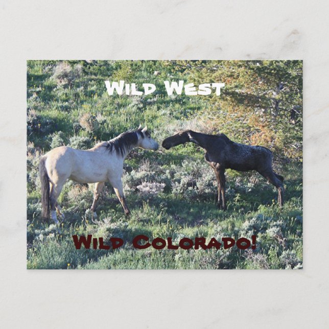 Wild West Colorado Funny Postkarte (Vorderseite)