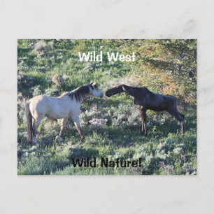 Wild West Wild Nature Funny Horse and Moose Postkarte