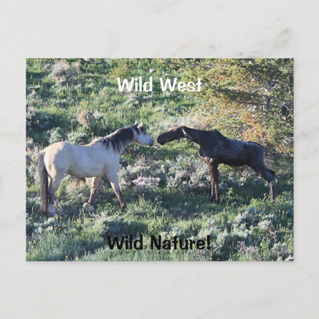 Wild West Wild Nature Funny Horse and Moose Postkarte (Vorderseite)