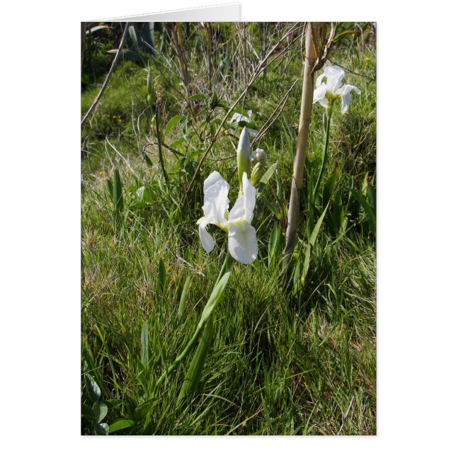 Wild White Canna Lily (Vorne)