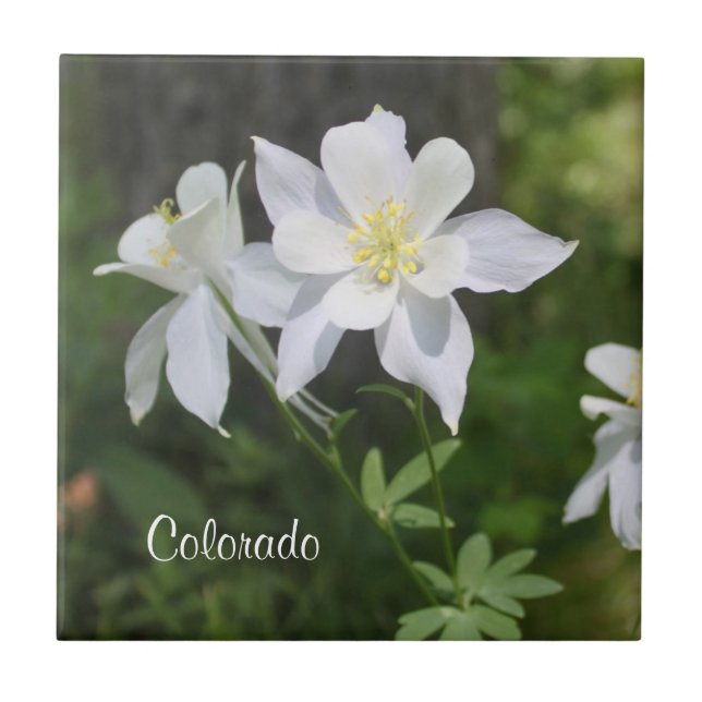 Wild White Columbine Colorado Tile Fliese (Vorderseite)