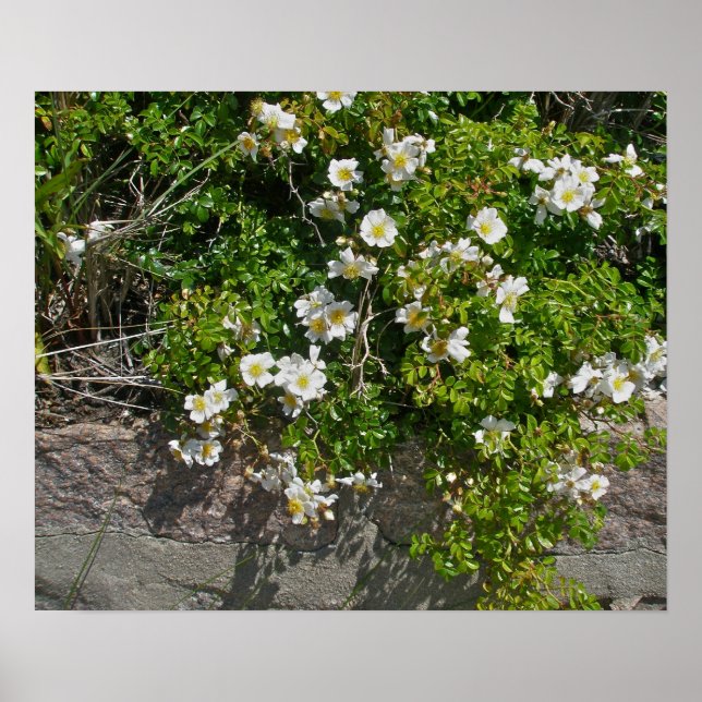Wild-White Roses Poster am Strand (Vorne)