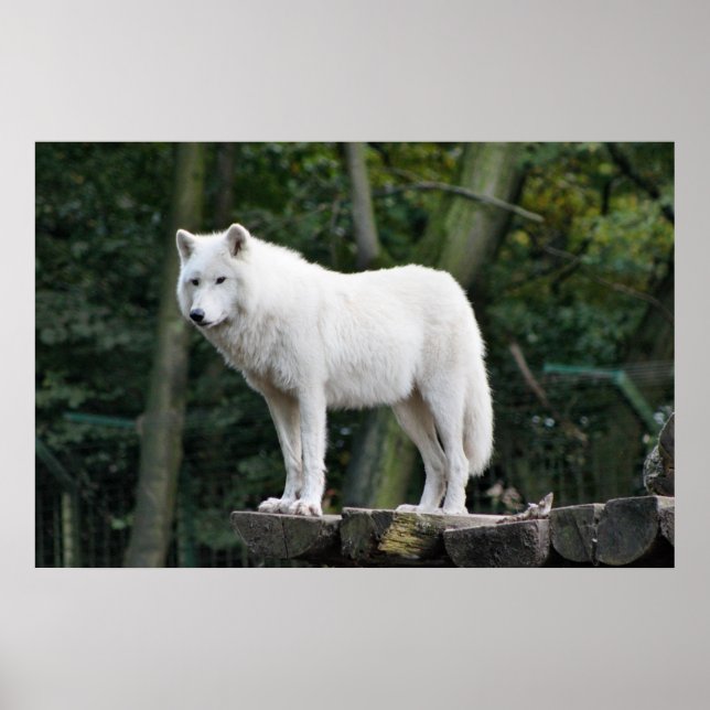 Wild White Wolf Poster (Vorne)