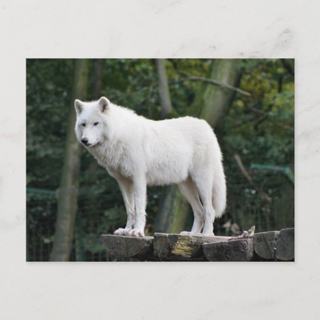 Wild White Wolf Postkarte (Vorderseite)