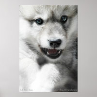 Wild Wolf Cub Poster