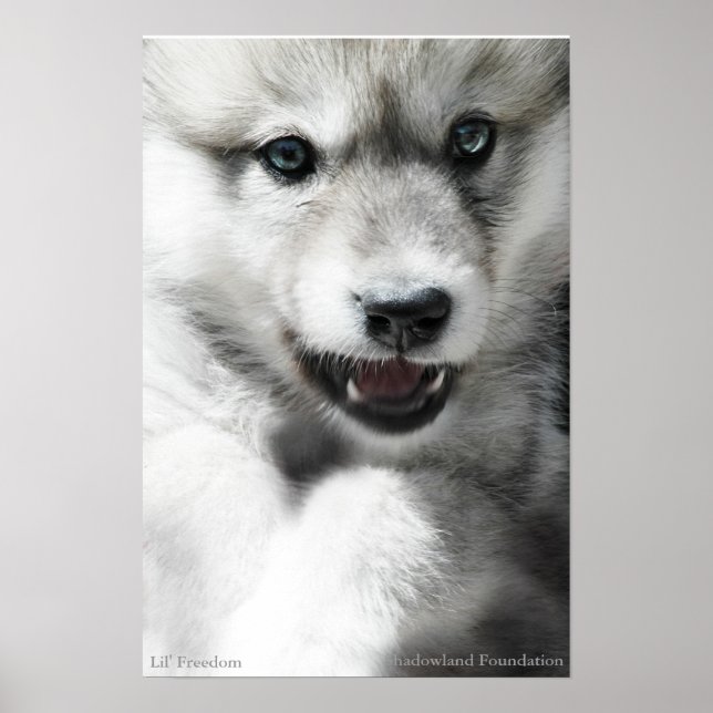 Wild Wolf Cub Poster (Vorne)