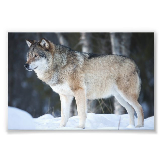Wild Wolf Foto Print (Vorne)