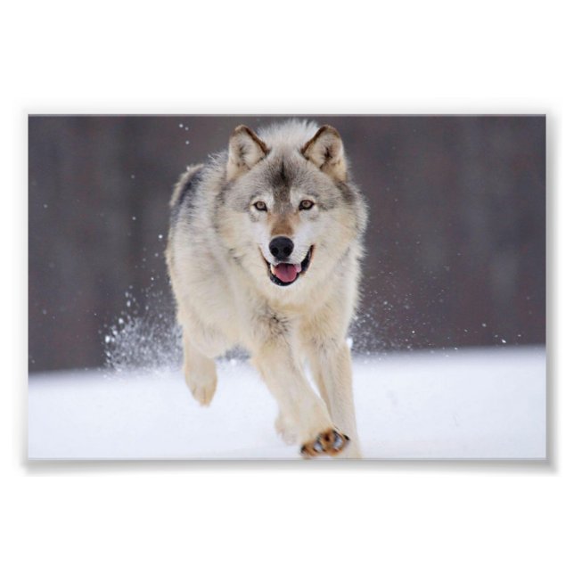 Wild Wolf Fotoabzug Fotodruck (Vorne)
