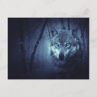 Wild Wolf mit schönen blauen Augen