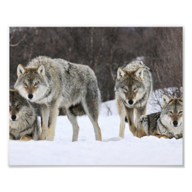 Wild-Wölfe-Fotoabzug Fotodruck (Vorne)