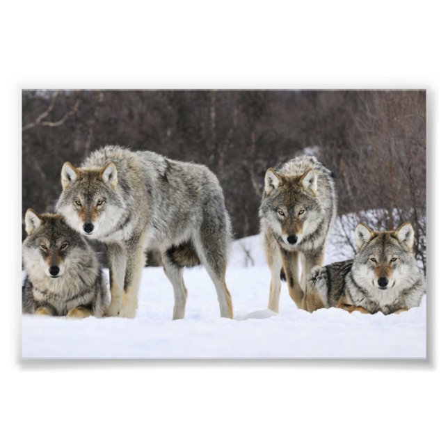 Wild Wolves Foto Print (Vorne)