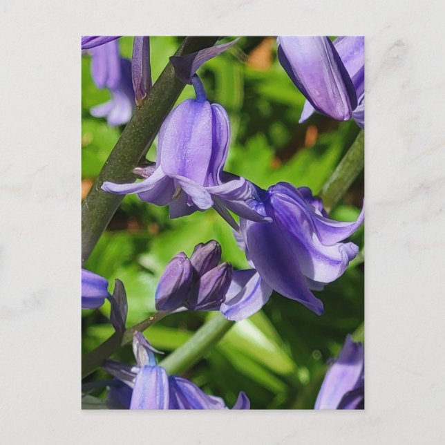 Wild Woodlands Bluebell Blume Postcard Postkarte (Vorderseite)
