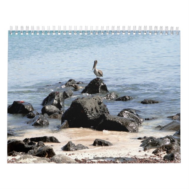 wild world of the Galapagos Kalender (Titelbild)