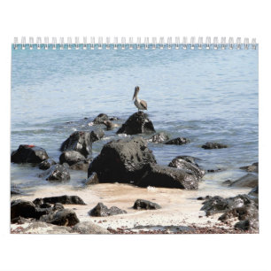 wild world of the Galapagos Kalender