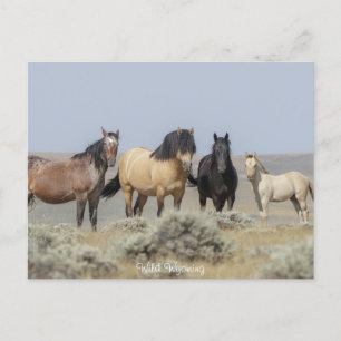 Wild Wyoming - Postkarte