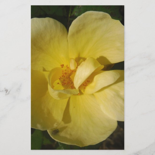 Wild Yellow Rose Briefpapier (Vorderseite)