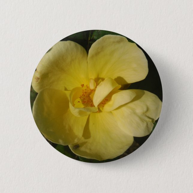 Wild Yellow Rose Button (Vorderseite)