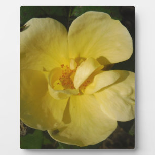 Wild Yellow Rose Fotoplatte