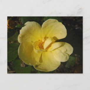 Wild Yellow Rose Postkarte